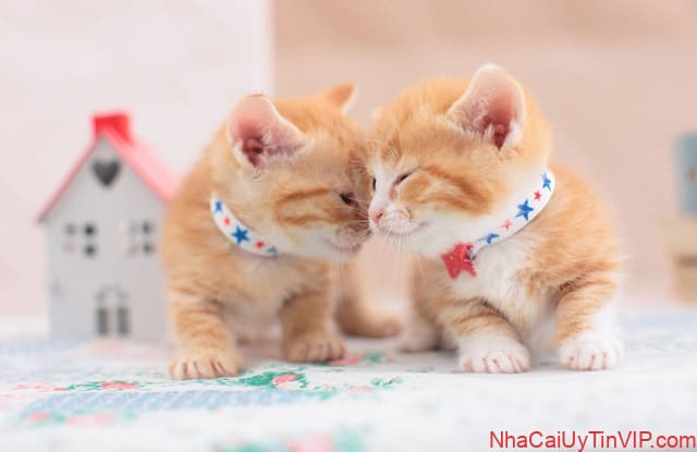 Cách huấn luyện mèo nhớ tên gọi Cách huấn luyện mèo nhớ tên gọi