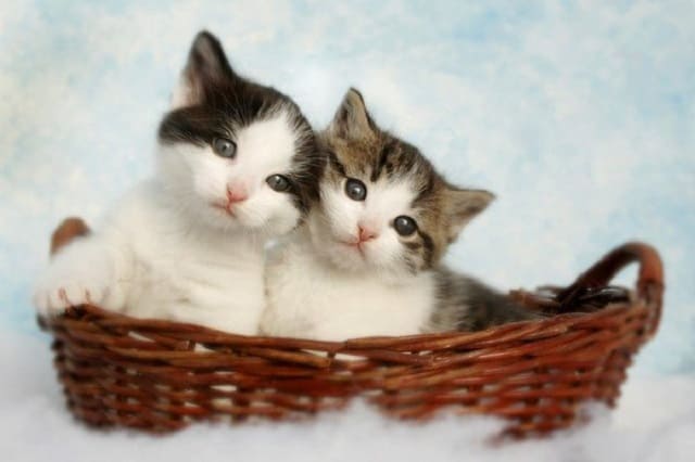 Dùng tên thần tượng để đặt tên cho mèo Dùng tên thần tượng để đặt tên cho mèo