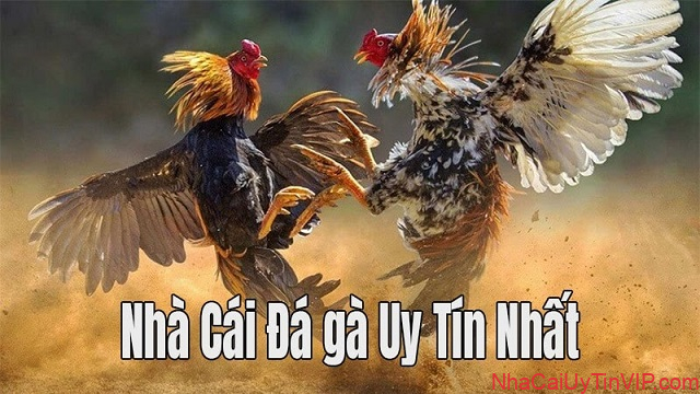 Nhà cái đá gà uy tín Nhà cái đá gà uy tín