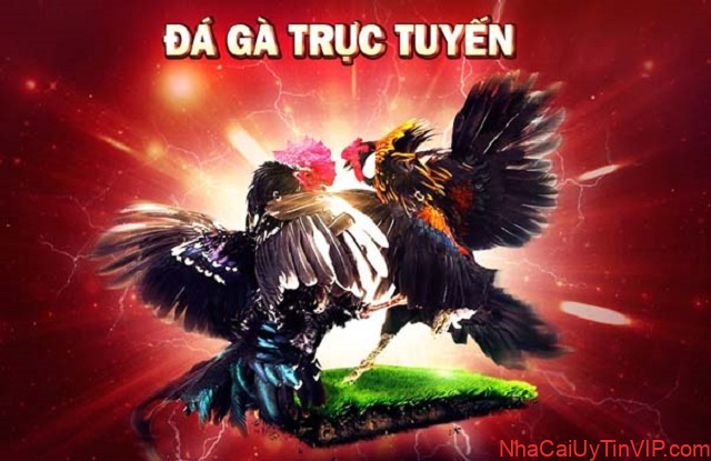 Tại sao nên chơi đá gà trực tuyến? Tại sao nên chơi đá gà trực tuyến?
